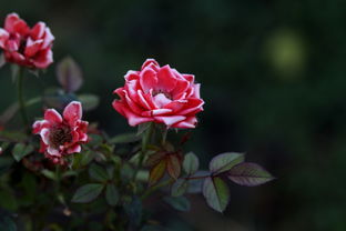 韩愈木芙蓉诗意解读，自然之美与人生哲理，韩愈的木芙蓉全诗意思