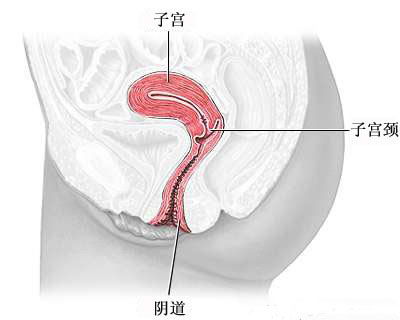 女性宫颈手术过程图解 