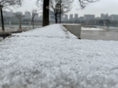 风雨送春归 飞雪迎春到 胶州二月春雪这边风景独好 