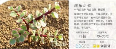 超全超经典,100种多肉植物养护宝典 