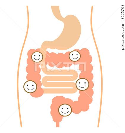 大肠的大肠液与细菌 
