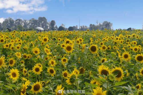 拉多与元宇宙,拉德:数码世界的先驱。 拉多与元宇宙,拉德:数码世界的先驱。 应用