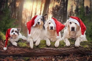 和狗狗一起,享受最美的圣诞时光 