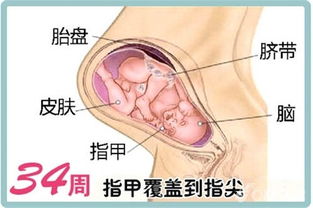孕34周胎儿指甲覆盖指尖啦 怀孕34周发育情况和注意 