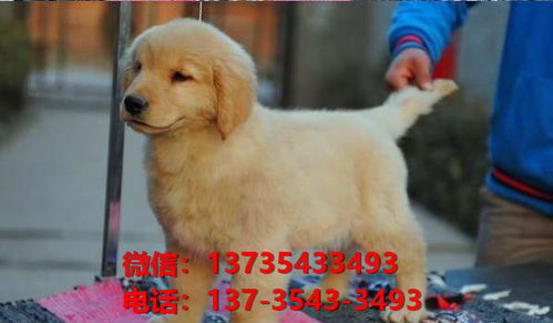 仙桃宠物狗犬舍出售纯种金毛犬网上卖狗买狗地方在哪有狗市场
