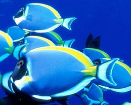 做梦梦见蓝色的鱼是什么意思 周公解梦 