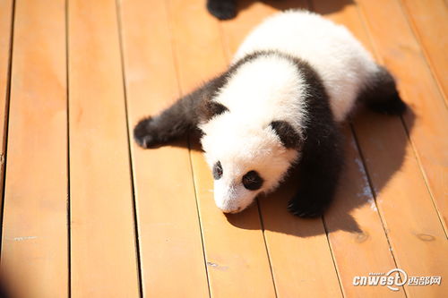 这3只萌崽名字由你定 秦岭新生大熊猫公开征名...... 