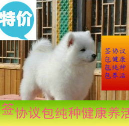 可爱萌犬萨摩耶出售 正规犬舍繁殖 可签售后协议