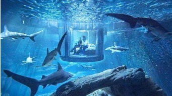建在海水中的酒店,还人工养殖了30几条鲨鱼,就像在逛水族馆一样