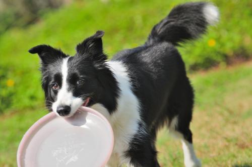 边境牧羊犬好养吗 养殖方法介绍