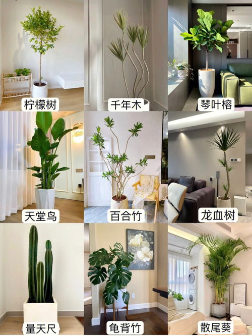适合客厅摆放的9种造型绿植 宜家好养护 