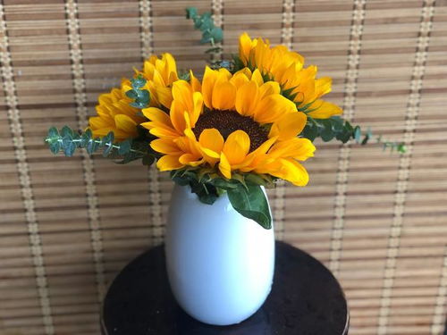 太阳花怎么养在花瓶,向日葵的鲜花能用水养吗？