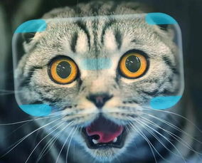 天价家具 VR眼镜 电动滑板车 猫过得比你还精致