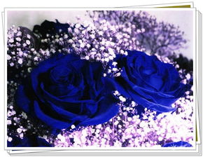 蓝色妖姬玫瑰花语寓意,蓝色妖姬（花）代表什么意思呢？