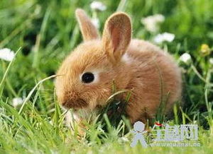 兔子有什么象征意义吗 