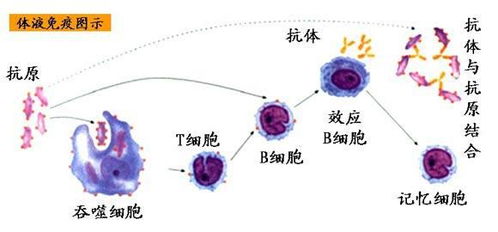 体液免疫，体液免疫的生物学效应有哪些