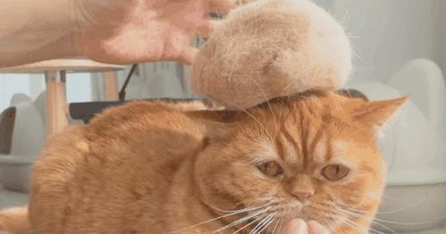 家里的猫咪经常掉毛 或许可以做成一个毛球