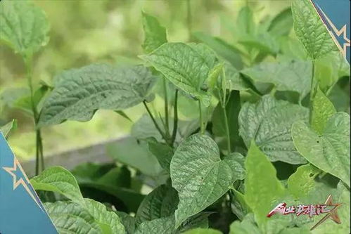 针线情,传承文化留住时光 野菜谷,药食同源发掘天然 书写墙,可画可擦守护童真