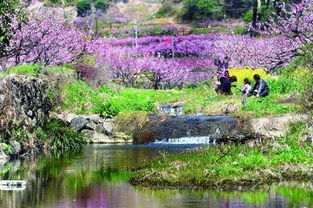 义乌桃花坞,浙江一区桃花坞开区时间-第4张图片