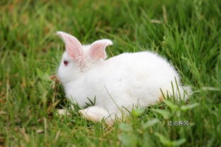 兔 兔科物种总称 搜狗百科 