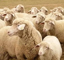 民间有流传说 属羊的女人命运大都不好 ,其中有科学道理吗