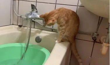 这猫似乎对洗澡水有特别的执着,一听到放洗澡水就冲进浴室报到