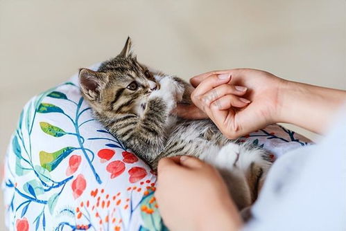 养猫的7大好处 不瞒你说,这是有科学依据的