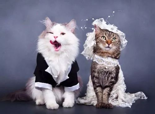 年底结婚潮席卷到动物界,这婚纱照看得我也想结婚了呀 