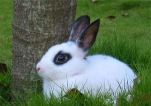 海棠兔吃什么 几乎是完全的草食动物