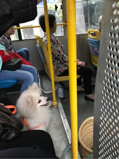公交车可以带宠物吗,