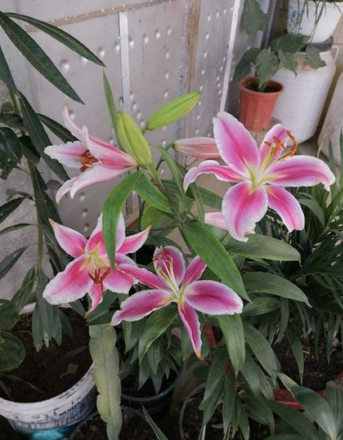 怎样种百合花种球视频,如何种植百