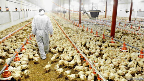 农场是怎样生产小鸡的 看完饲养全过程,实在难以接受 