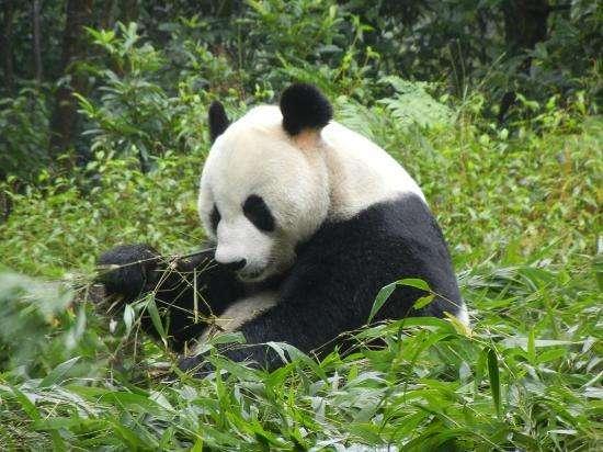 中国降雨最多的城 一年下雨220天被誉为雨都,有最大的熊猫基地