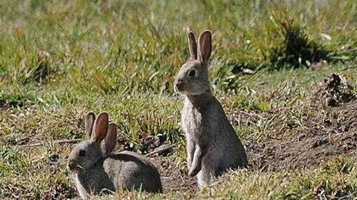 缠斗150年的 人兔大战 ,澳大利亚完败,100亿野兔泛滥为何不吃