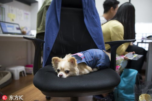 搜狐公众平台 泰国公司允许员工带狗狗上班 帮助工作减压 