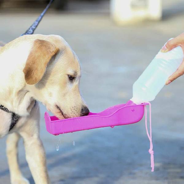 狗狗喝水需要饮水器