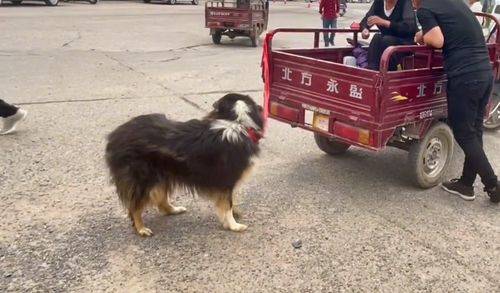 河南 老人牵着苏牧到狗市,转了半天帮狗狗找喂家,可最后还是460卖狗贩