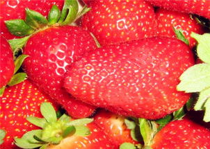 草莓一年开几次花结几次果 草莓几代苗结果最好