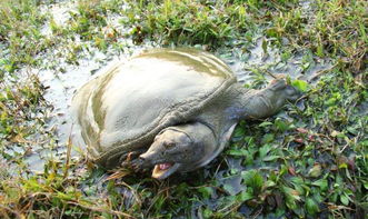 鹰嘴龟几年会长到1斤？