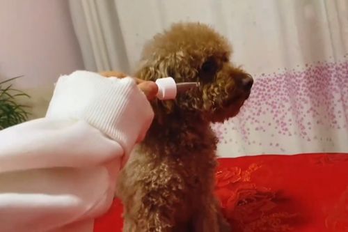 上海一女子爱犬不治身亡,向宠物医院索赔遭拒 它难道会长命百岁