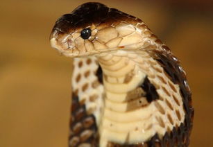 仅次于黑曼巴的毒蛇,黄金眼镜蛇为何那么厉害呢