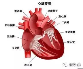 心脏有 毒 的表现及解决方法