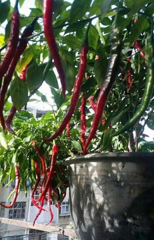 阳台甜椒的种植方法,甜椒的种植方法
