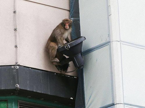 猴子飞檐走壁,面对众人围捕毫无畏惧,网友 是猴哥吗