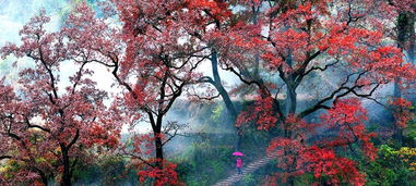 浙江红枫古道：秋天的童话，历史的痕迹