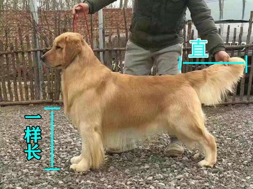纯种金毛犬有6个特点,不少人养的都是串,你家狗狗纯吗