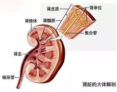 从头发一眼看出你肾脏的好坏,99 的人都说准 