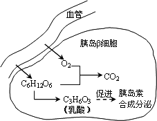 如图所示,人体胰岛素的合成 分泌与细胞内乳酸的含量有密切关系 下列有关分析错误的是 A 氧气和葡萄糖浓度的比值会影响无氧呼吸的强度,从而改变细胞内的乳酸含量 B 