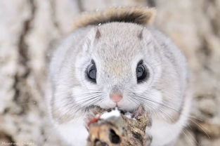 画有眼线和涂有唇彩的 西伯利亚鼯鼠 