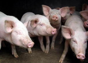 下半年供给端变化不大,什么是影响生猪上涨的因素